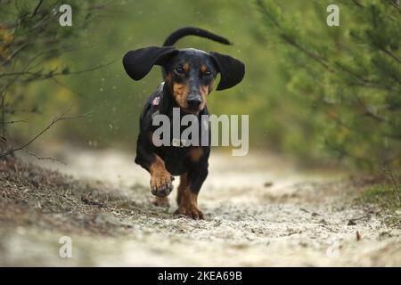 Esecuzione di Bassotto Foto Stock