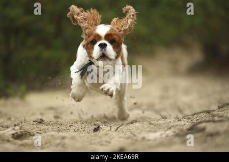 Esecuzione di Cavalier King Charles Spaniel Foto Stock
