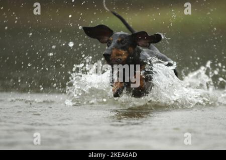 Esecuzione di Bassotto Foto Stock