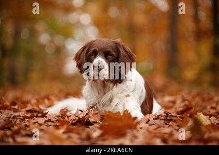 Cane da pernice olandese in autunno Foto Stock