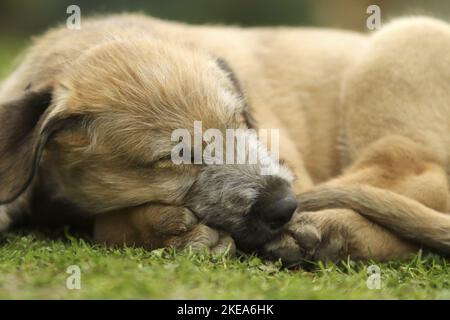 Giace Irish Wolfhound Puppy Foto Stock