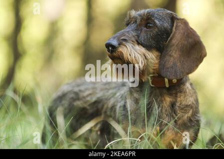 Dachshund con capelli a filo Foto Stock