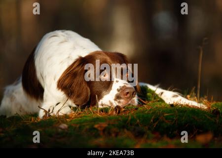 Cane da pernice olandese sdraiato Foto Stock