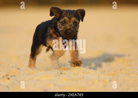 Border Terrier cucciolo Foto Stock
