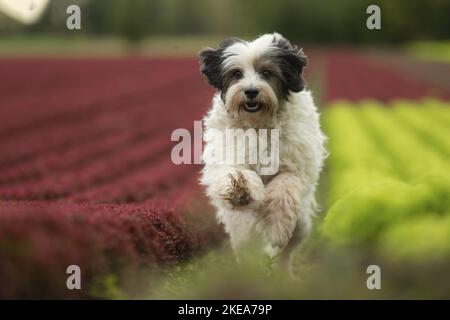 Esecuzione di Tibetan Terrier Foto Stock