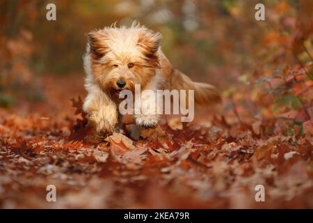 Esecuzione Waeller Sheepdog Foto Stock