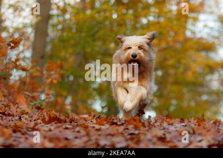 Esecuzione Waeller Sheepdog Foto Stock