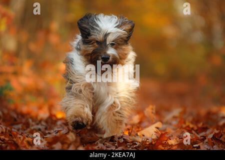 Esecuzione Waeller Sheepdog Foto Stock