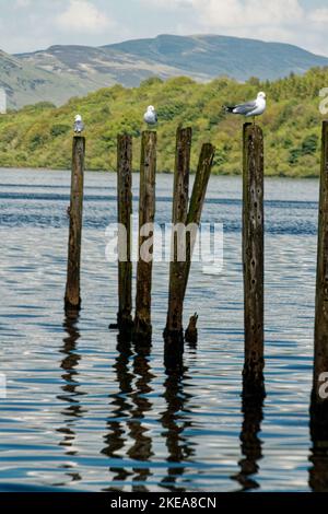 Un colpo verticale di gabbiani seduti su pali di legno nel lago Loch Lomond Foto Stock