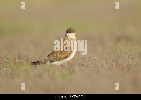 Pratincole con colletto, Glareola Pratincola, conosciuta anche come il pratincole comune o pratincole con alette rosse in piedi su erba macchia in caldo li mattina Foto Stock