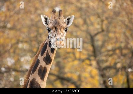 Giraffa reticolata (Giraffa camelopardalis reticulata) ritratto alla luce autunnale con sfondo boschivo sfocato. Foto Stock