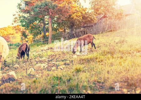 Capre che pascola il gras sul verde meadow. Paesaggio rurale. Foto di alta qualità Foto Stock