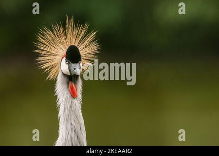 Gru coronata grigia (Balearica regulorum) con caratteristica cresta dorata, ritratto ravvicinato della fauna selvatica in habitat naturale. Foto Stock
