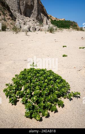 Sea Sandwort, Honkenya peploides, pianta fioritura costiera Norfolk, maggio Foto Stock