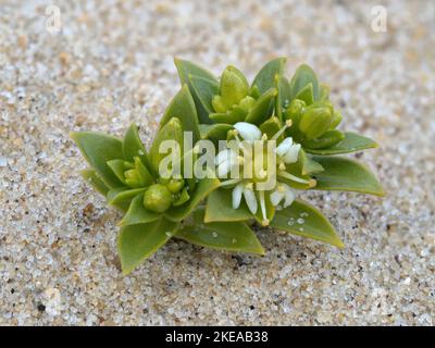 Sea Sandwort, Honkenya peploides, pianta fioritura costiera Norfolk, maggio Foto Stock