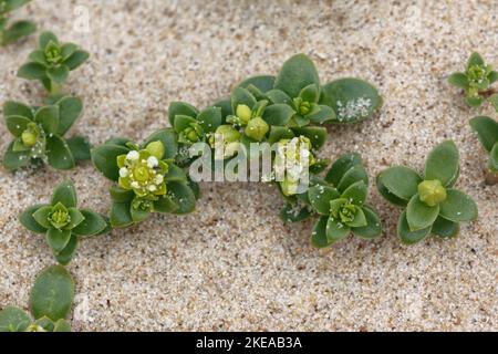 Mare si Foto Stock