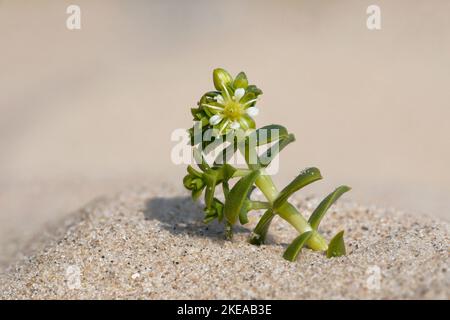 Sea Sandwort, Honkenya peploides, pianta fioritura costiera Norfolk, maggio Foto Stock