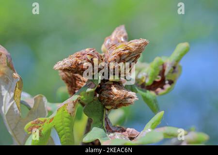 Carciofo di quercia Gall causata dal fiele Wasp Andricus fecundator Foto Stock