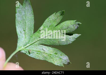 Ninfa, larva a foglia (Cicadellidae) su una foglia di biancospino. Foto Stock