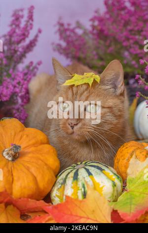 gatto in autunno Foto Stock