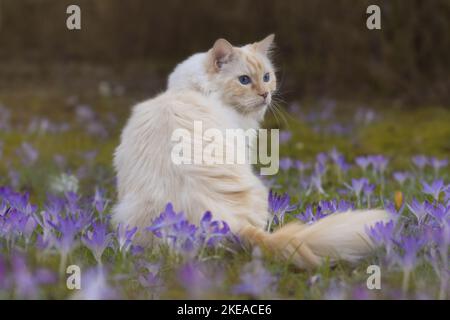 Ragdoll in primavera Foto Stock