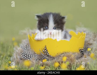 Il tedesco Longhair gattino Foto Stock