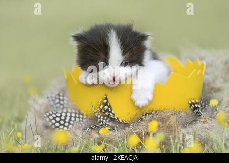 Il tedesco Longhair gattino Foto Stock