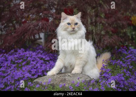 Ragdoll adulto Foto Stock