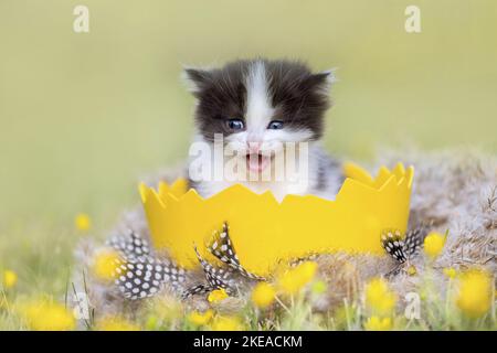 Il tedesco Longhair gattino Foto Stock