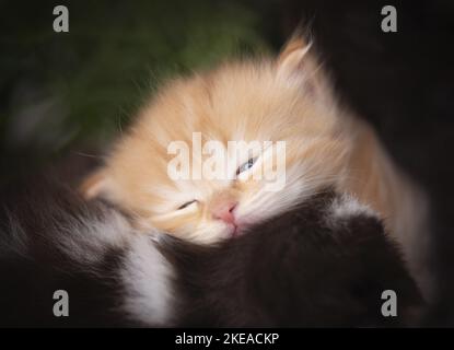 Il tedesco Longhair gattino Foto Stock