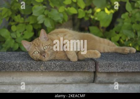 gatto rosso Foto Stock