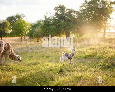 Bella scena fattoria all'alba con gruppo di alpaca grigia, marrone e nera a piedi e pascolo su collina erbosa retroilluminata al sorgere del sole con alberi sullo sfondo. Estate in campagna francese Foto Stock