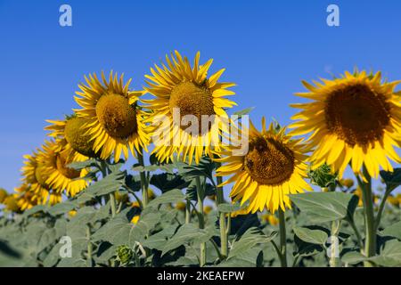 Estate chiara mattina luminosa su un campo di girasole (Helianthus annuus) con grandi fiori gialli, su alcuni di loro api raccogliere polline e nettare, e Th Foto Stock