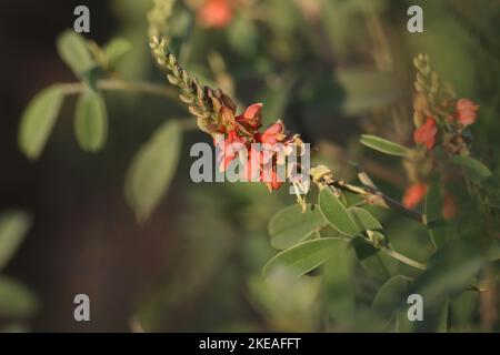 Indigofera oblongifolia ramo di primo piano in natura. Indigo pianta. Bella rosa, fiori fioritura ramo in natura. Foto Stock