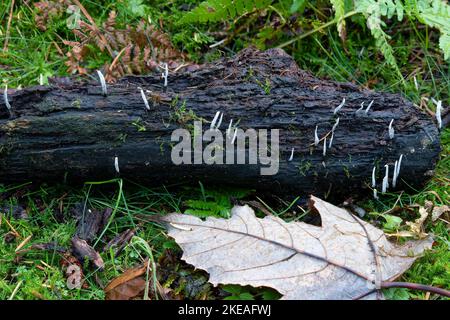 Le dita delle fate che crescono su un log in Beacon Wood, Penrith, Cumbria, UK Foto Stock