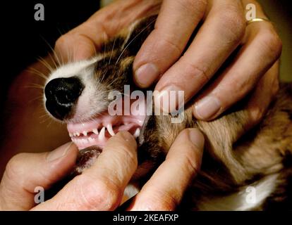 Un cucciolo di 1 anni che viene esaminato dal veterinario. Foto Stock