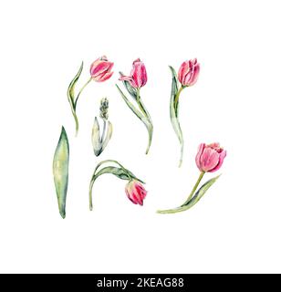 Acquerello disegnato a mano rosa fiori tulipani set . È perfetto per biglietti d'auguri, inviti a nozze, biglietti di compleanno e di giorno per le madri. Acquerello Foto Stock