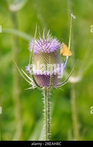 Teasel selvatico, Teasel di Fuller, Teasel comune, Teazle comune (Dipsacus fullonum, Dipsacus sylvestris), fioritura, con grande skipper (Ochlodes Foto Stock