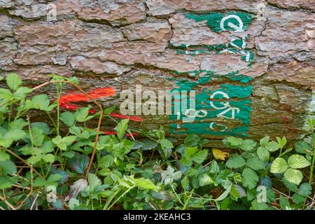 Marcature per ciclisti sul tronco di un pino caduto in una tempesta invernale, Germania, Assia Foto Stock