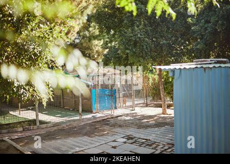 Rifugio, natura e adozione di cani senza tetto che sono tristi, soli e abbandonati. Rifugio, sicurezza e animali domestici e animali senza casa in un cortile o Foto Stock