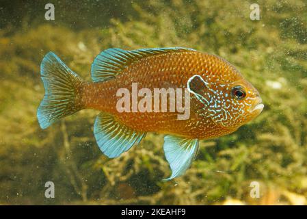 Dollar Sunfish Eastern (Lepomis marginatus), maschio con colorazione nuziale Foto Stock