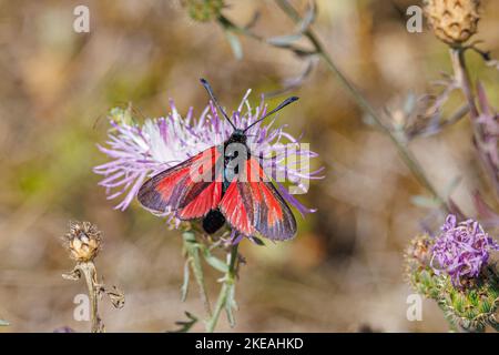 burnet trasparente (Zygaena puralis), su Scabiosa, Germania, Baviera Foto Stock