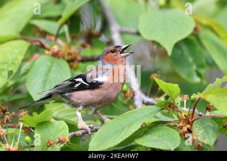 Chaffinch (Fringilla coelebs), cantando maschio con adenoidi causati da papillomavirus (Papillomatosi), Svezia, Oeland, Degerhamn Foto Stock