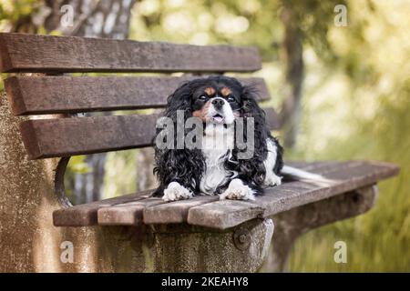 Giacente Cavalier King Charles Spaniel Foto Stock