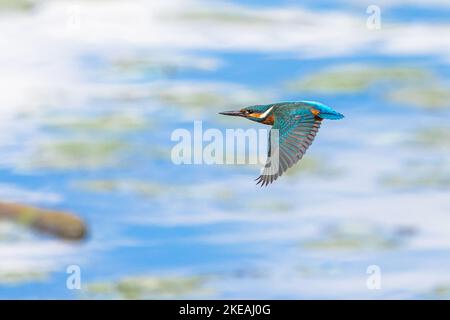 fiume Martin pescatore (Alcedo atthis), in fliegt sul lago, Germania, Baviera, Lago di Chiemsee Foto Stock