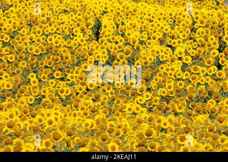 Girasole comune (Helianthus annuus), campo di girasole completamente in fiore, Germania, Baviera Foto Stock