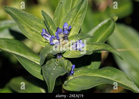 Blu Alcon di montagna (Phengaris rebeli, Maculinea rebeli), uova su Genziana a croce, Genziana crociata, Germania, Baviera Foto Stock