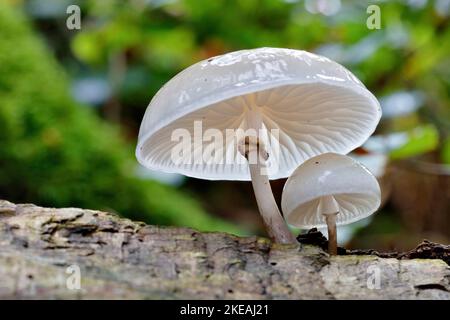 Fungo di porcellana (Oudemansiella mucida, Mucidula mucida), due corpi fruttiferi sul tronco di faggio, Germania, Renania settentrionale-Vestfalia Foto Stock