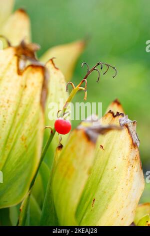 Giglio europeo (Convallaria majalis), frutto unico e foglie appassite, Germania, Renania settentrionale-Vestfalia Foto Stock