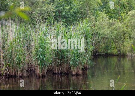 Erba di canna, canna comune (Phragmites communis, Phragmites australis), a riva del lago, Germania, Baviera Foto Stock